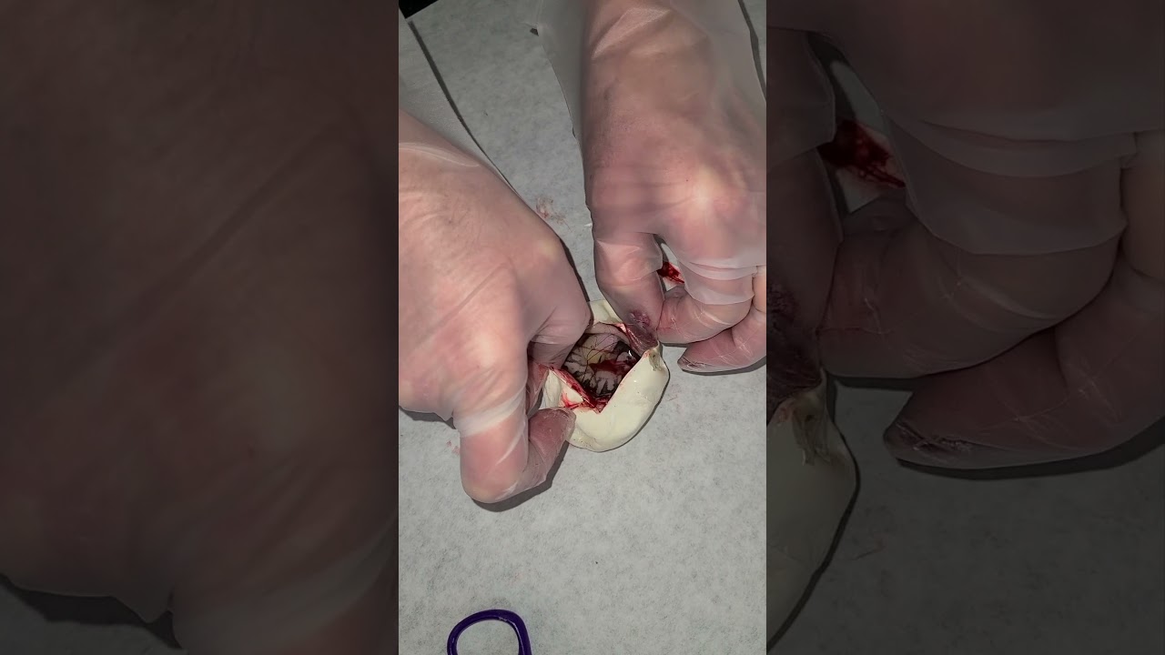 SAVING DEHYDRATED BALL PYTHON EGGS!