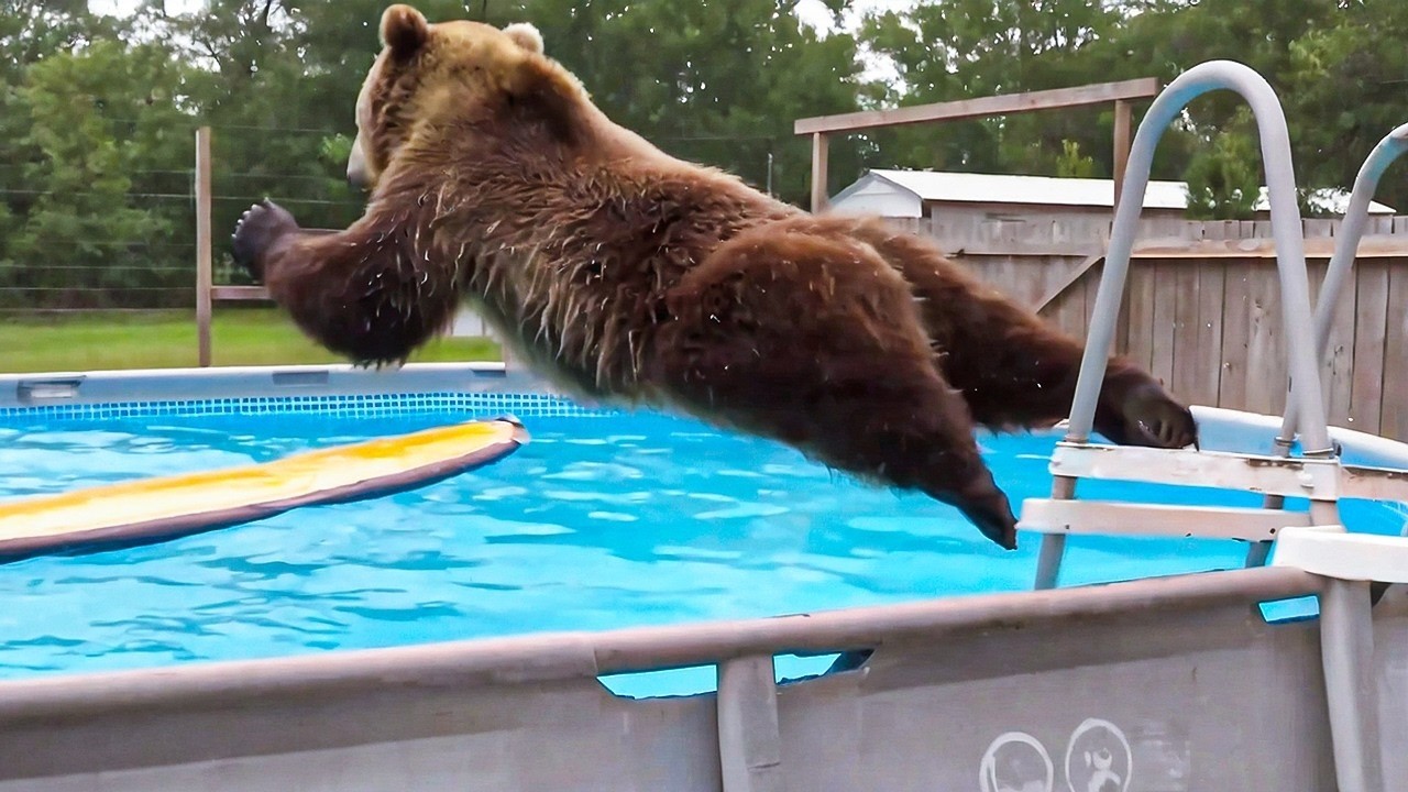 These Animals Had Zero Chill  | Crazy & Funny Moments Caught on Camera
