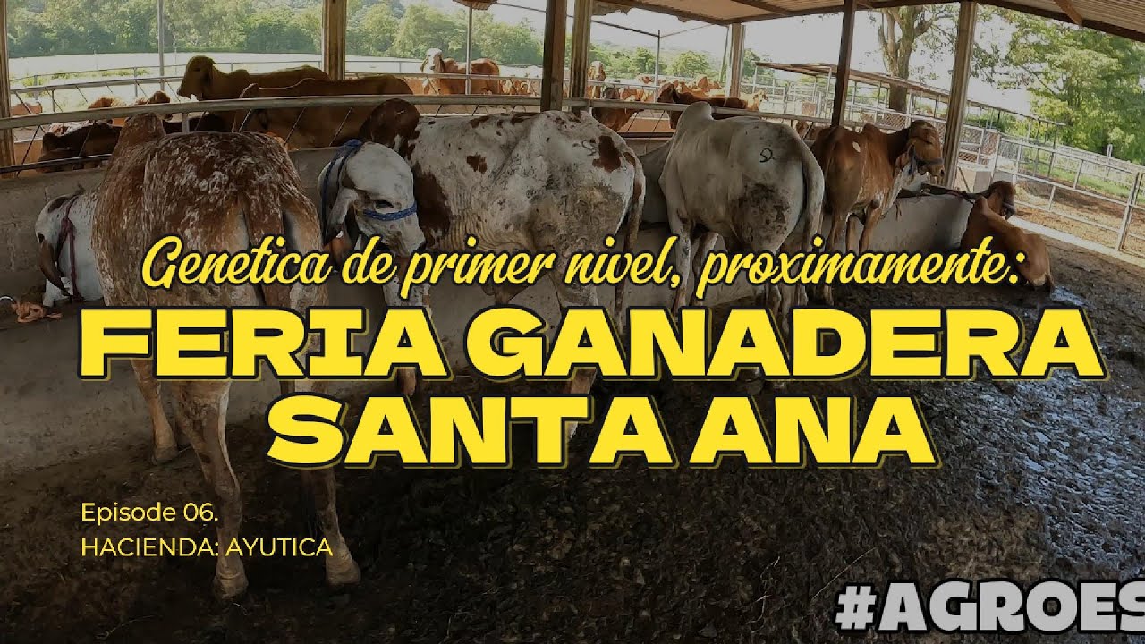 PREPARANDO ejemplares para FERIA GANADERA Santa Ana!!!