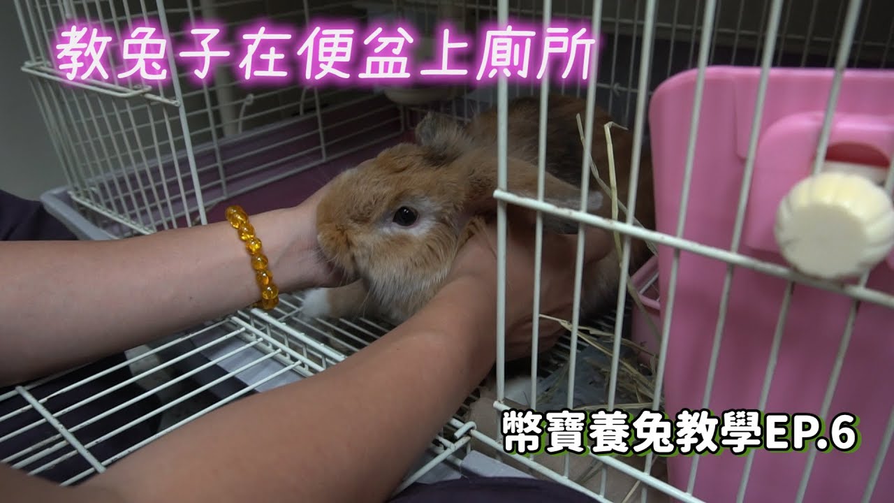 訓練兔子上廁所完全攻略，不再擔心兔子隨地大小便｜幣寶養兔教學系列 EP.6｜ChampKnows【冠軍知道】