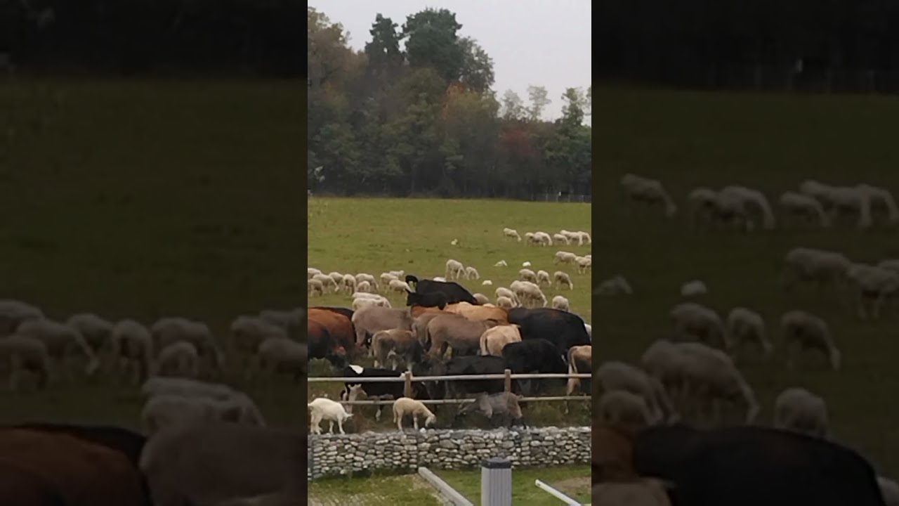 Mixed herd of farm animals grazing near Milan Malpensa Airport