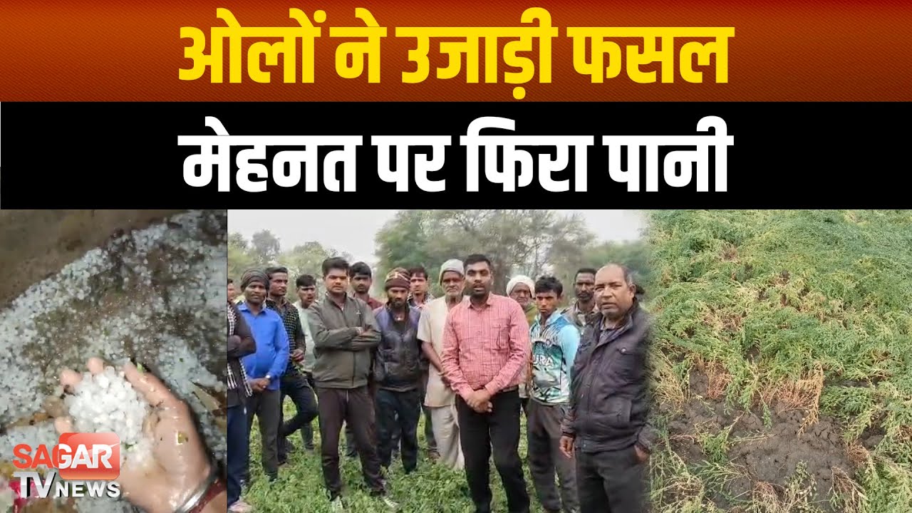 आधी रात ओलावृष्टि से चना-मसूर तबाह, किसानों की मेहनत पर फिरा पानी|SAGAR TV NEWS|