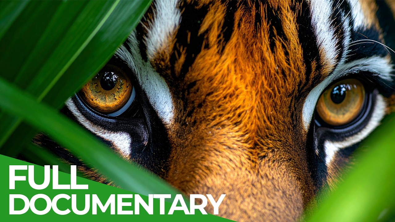 Wild Indonesia &ndash;  The Heart of The Wildest Islands | Full Series | Free Documentary Nature