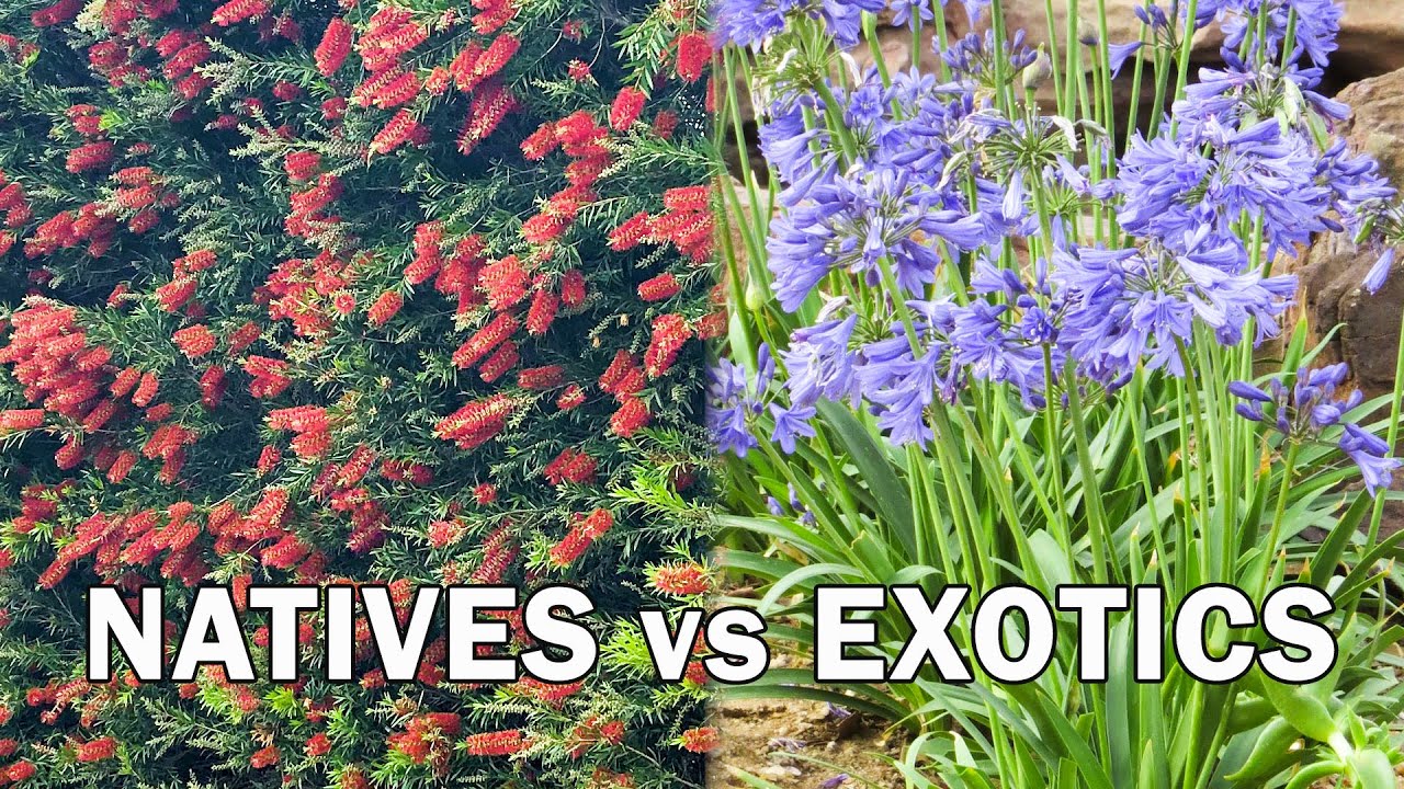Native Plants vs Exotic Plants
