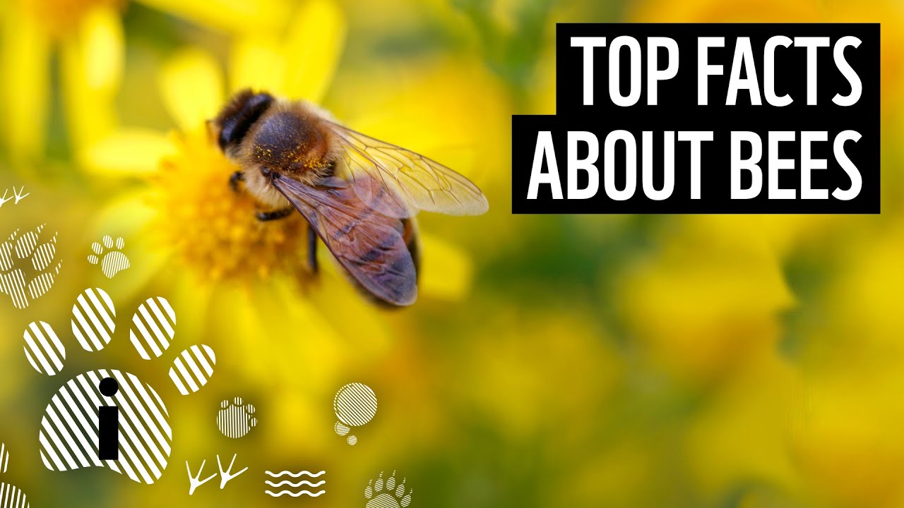 10 интересных фактов о пчёлах | Интересные факты о животных | WWF