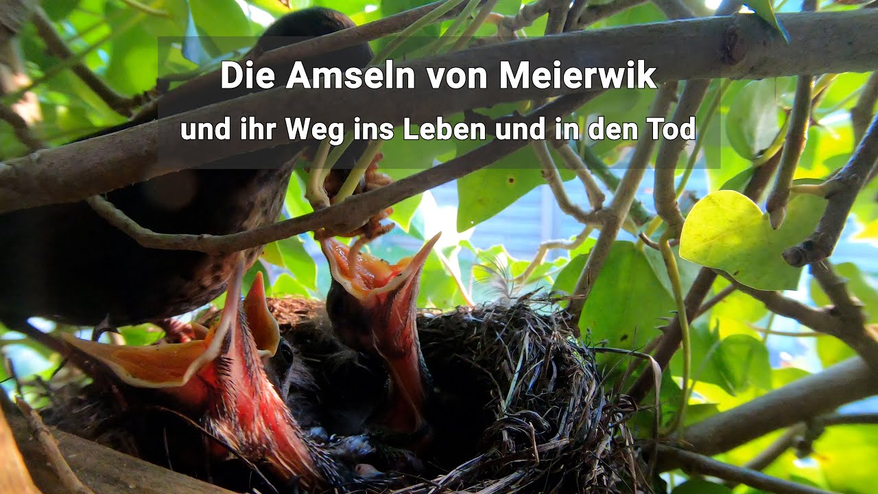 Die Amseln von Meierwik und ihr Weg ins Leben und in den Tod