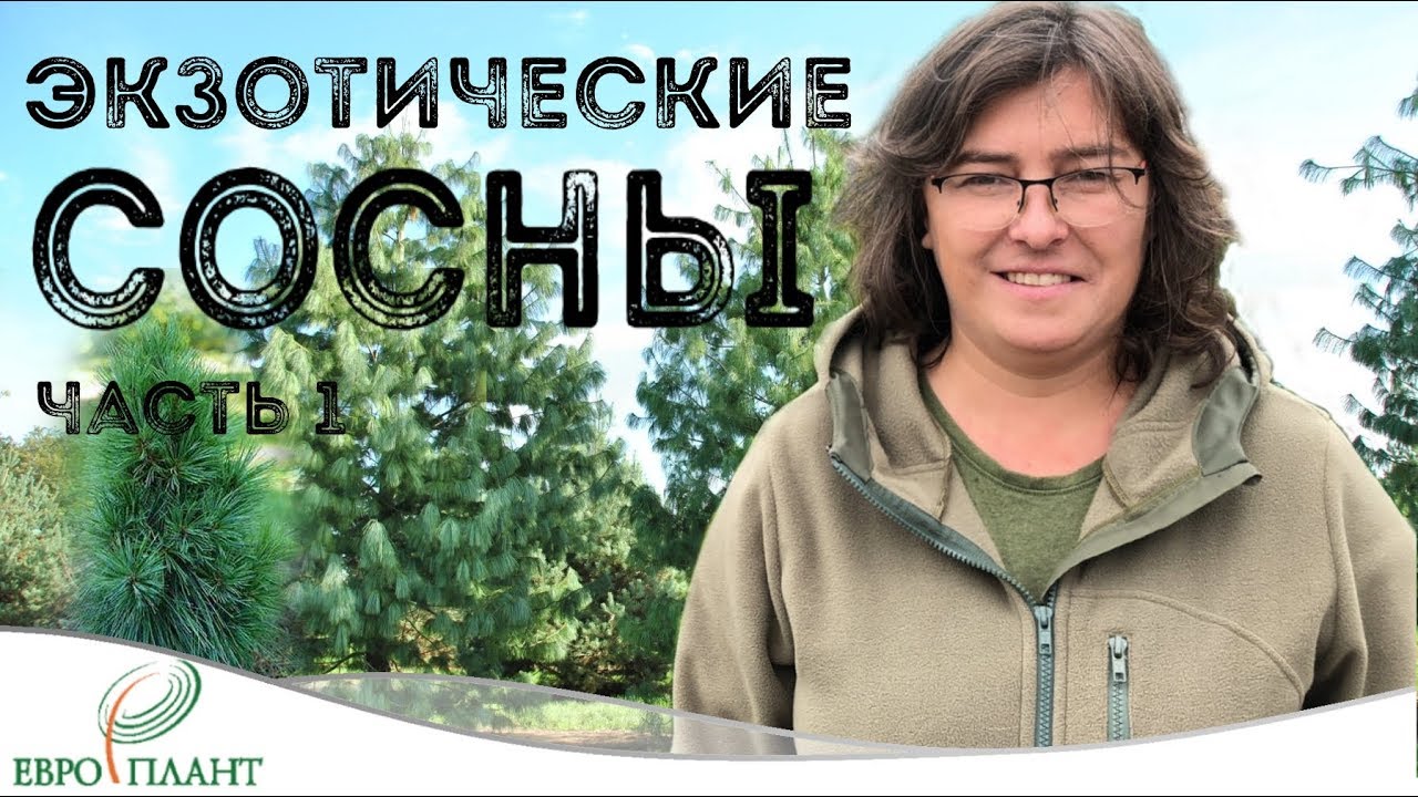 Экзотические сосны. Часть 1. Сосна гималайская и сосна Шверина