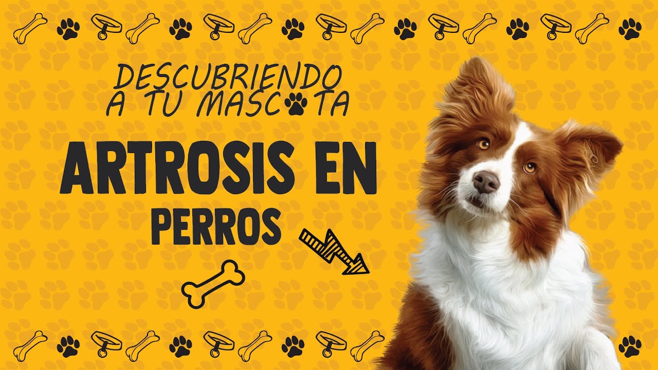 “Artrosis en perros 🐕 | Síntomas, cuidados y consejos para aliviar el dolor”