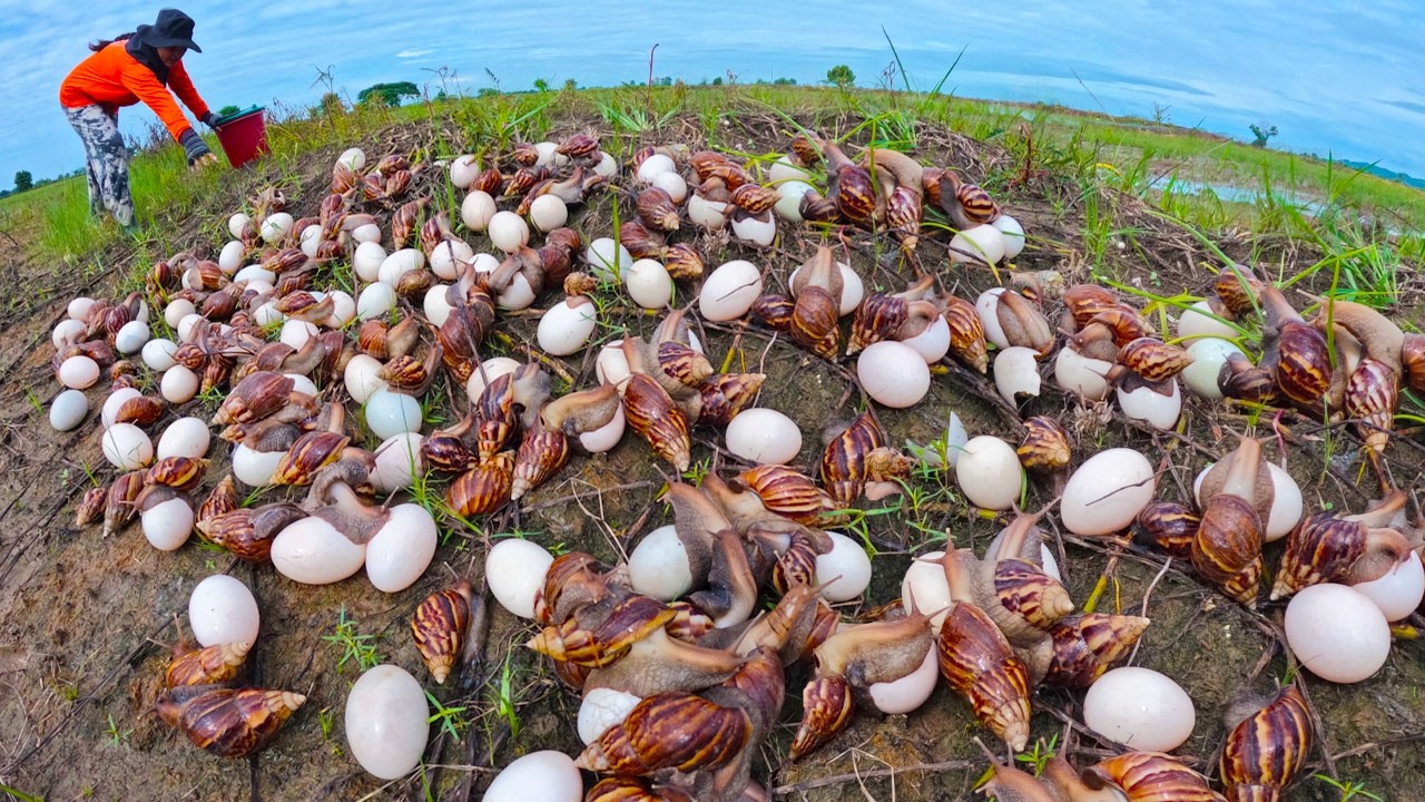 Harvesting Giant Snails and Eggs in the Countryside