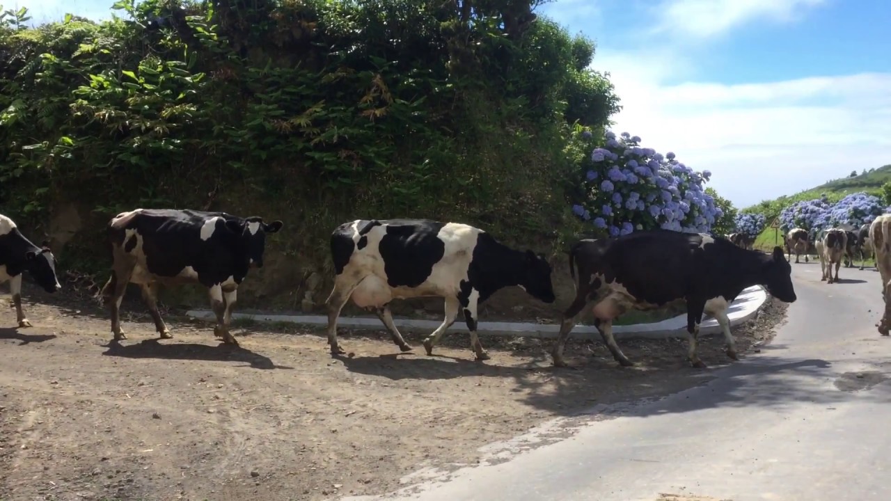 Nature of Sao Miguel, Azores
