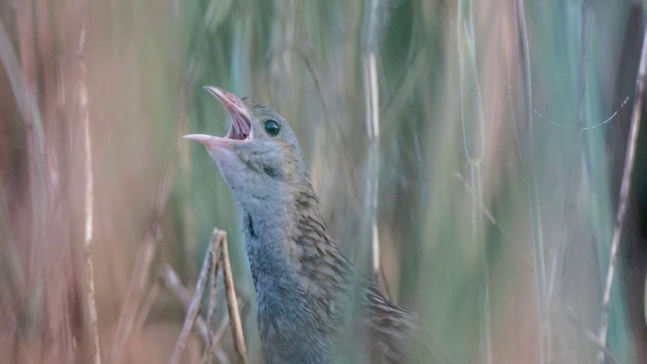 En av Norges sjeldneste fugler synger i Grimstad