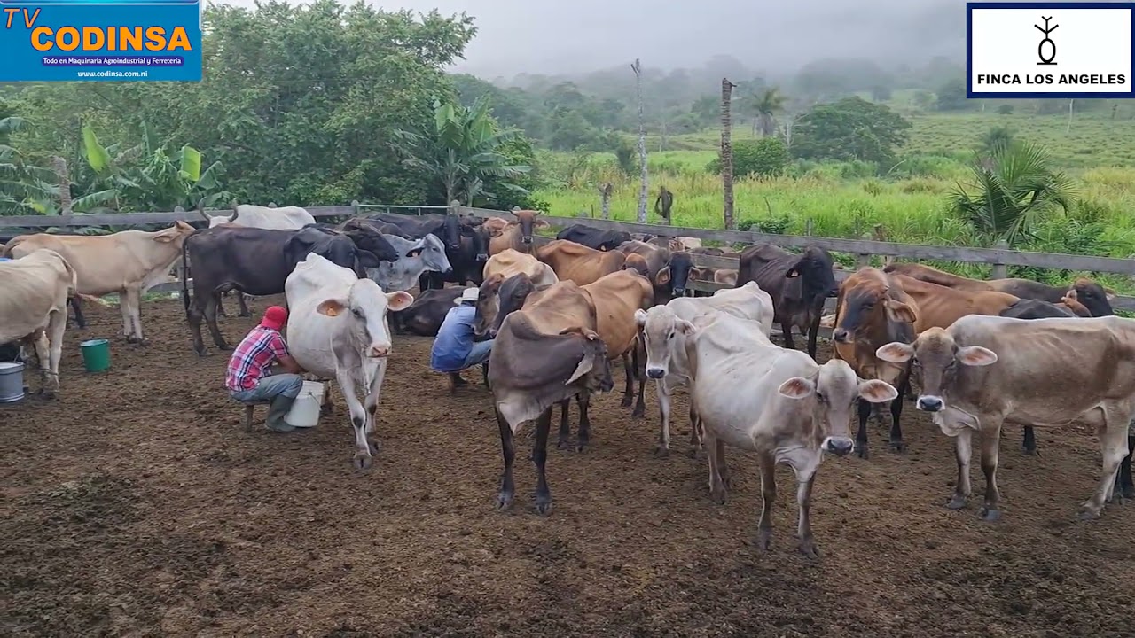 Fincas en Nicaragua. Finca Los Angeles, Santo Tomas, Chontales Nicaragua TV CODINSA.
