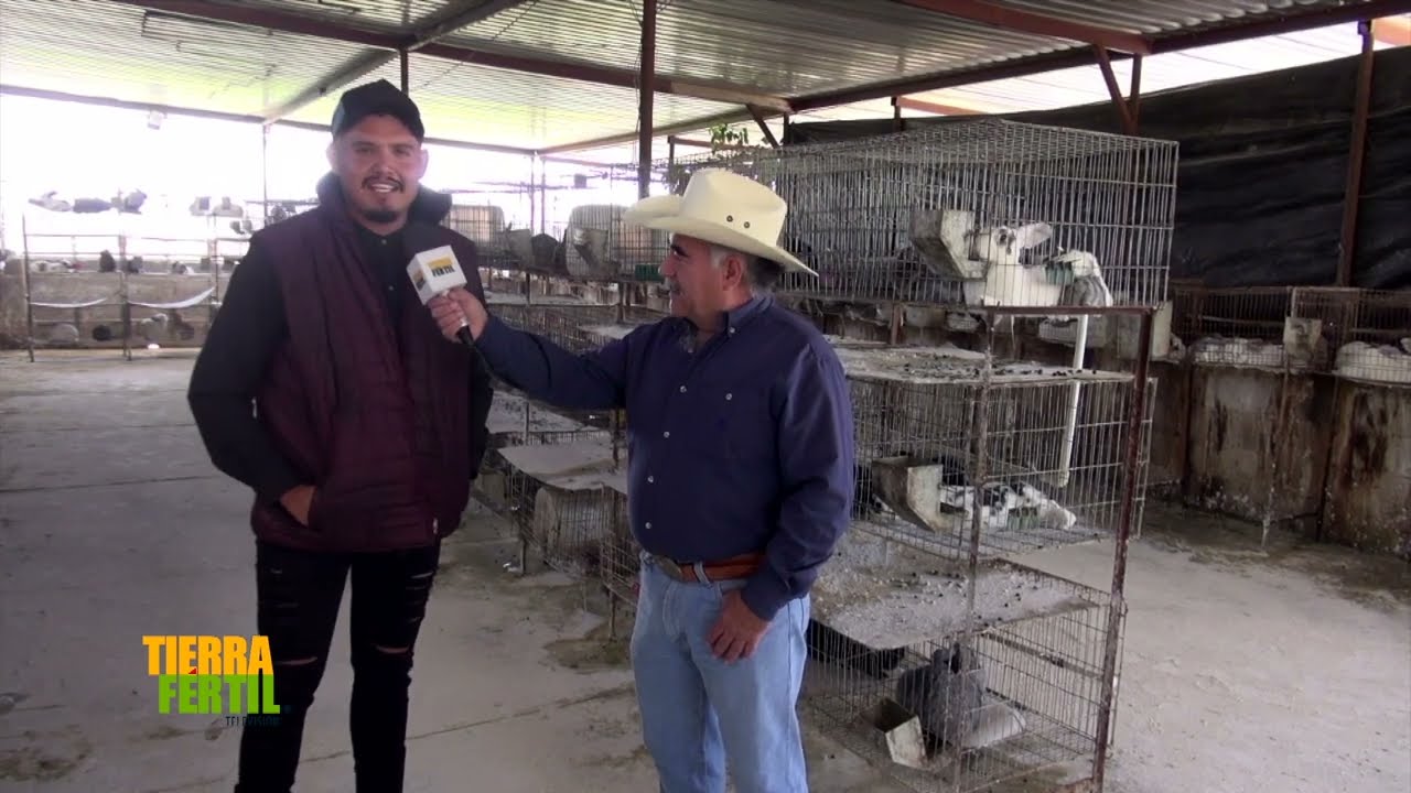 tierra Fértil Tv - La Cunicultura una actividad pecuaria muy rentable  (12.02.22)