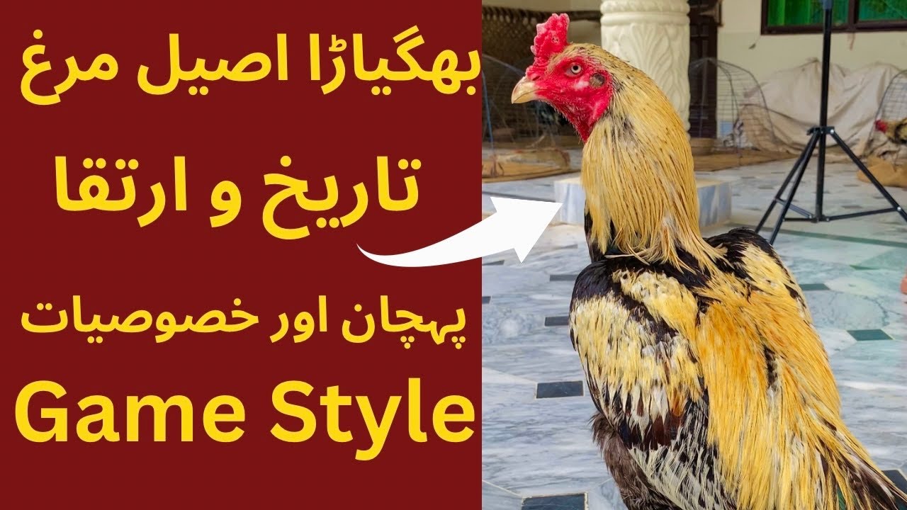 بھگیاڑا اصیل مرغوں کی مکمل تفصیلات ایک ہی ویڈیو میں