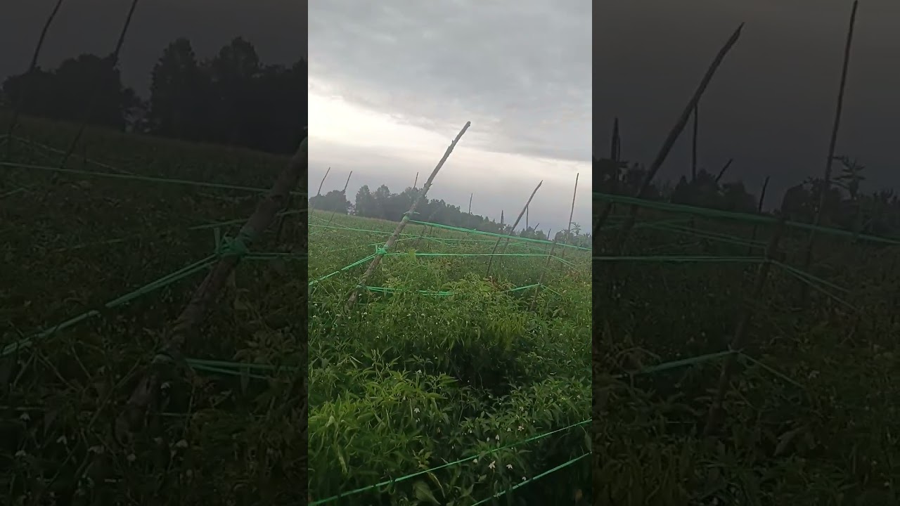 Tanaman cabe lokal siboras fase pembungaan