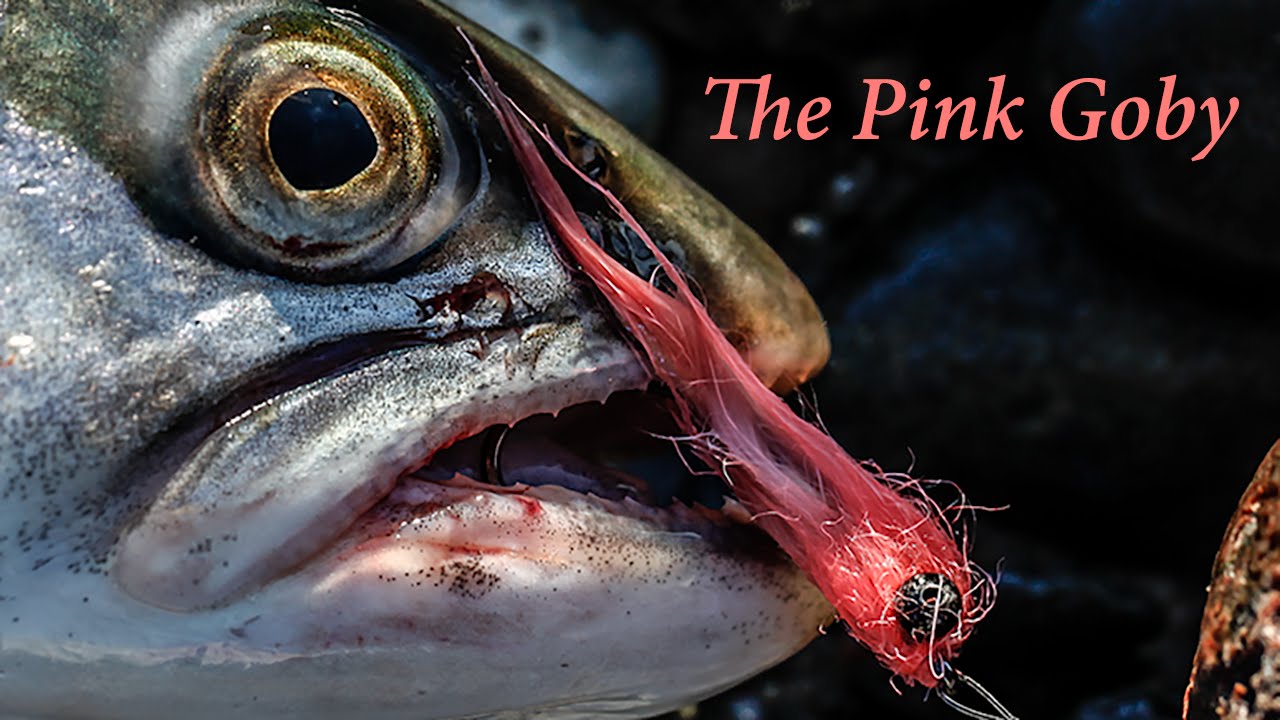 the pink goby