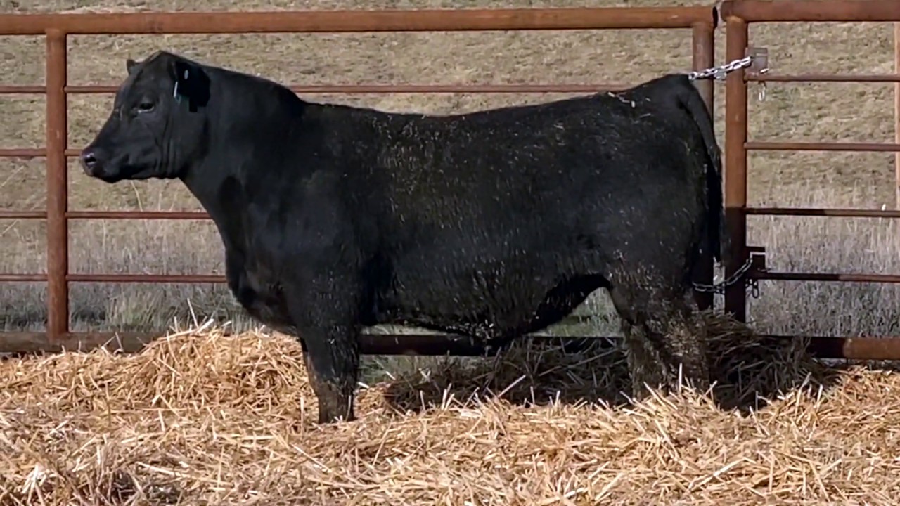 Lot 112 JR 505 Titanium 568F