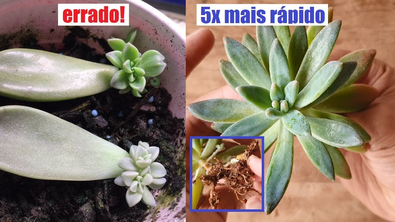 Como fazer mudas de suculentas 5X mais rápido! Super dica
