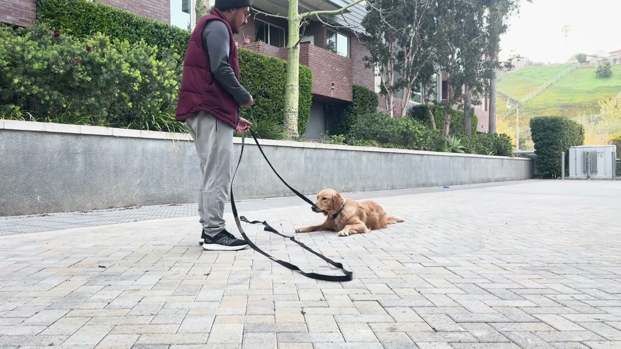 Sadie On Leash Recall TRUNNER 34