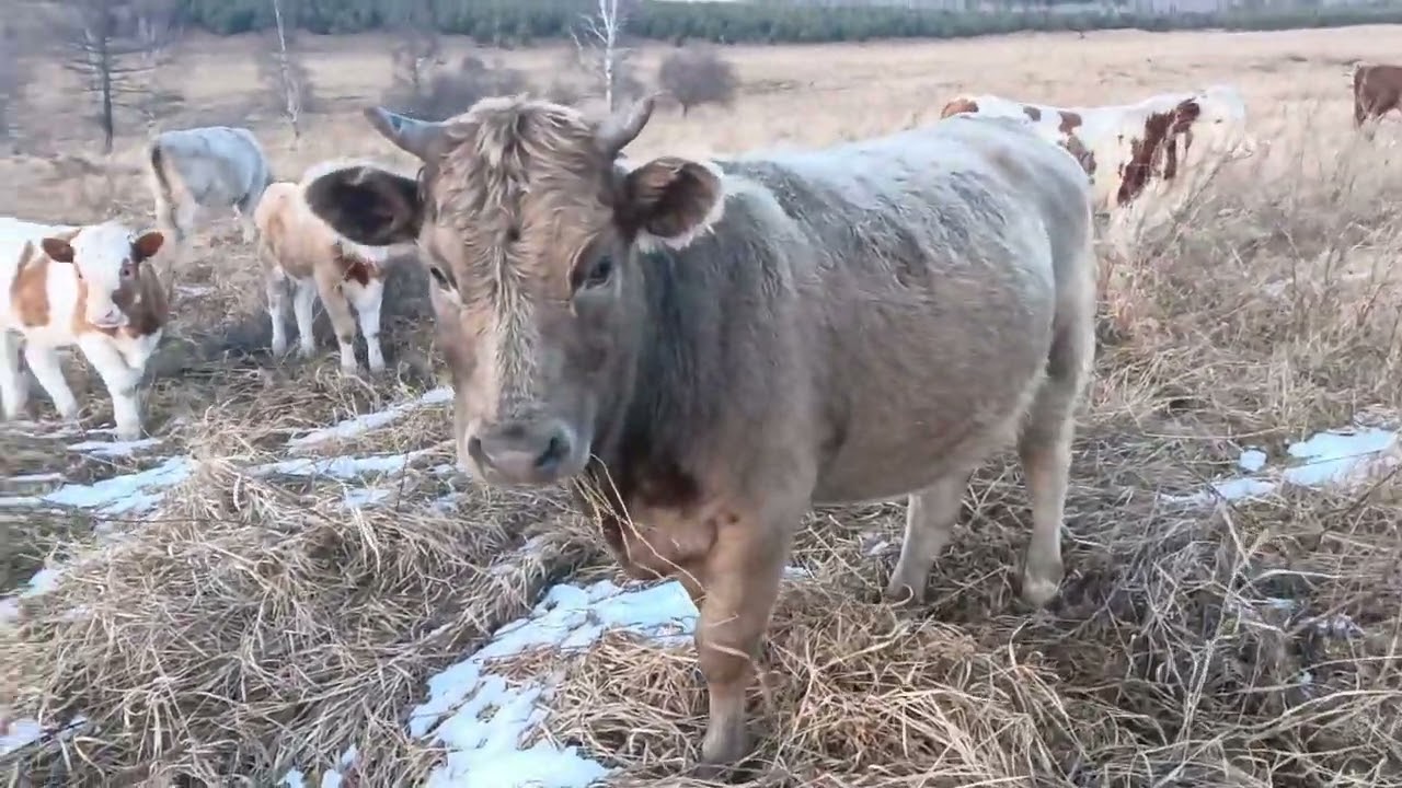Пришла пора гнать скот домой.