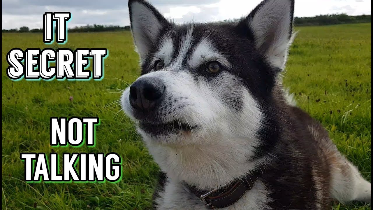 Hilarious Interview | With Superhero BATDOG and SHERPA