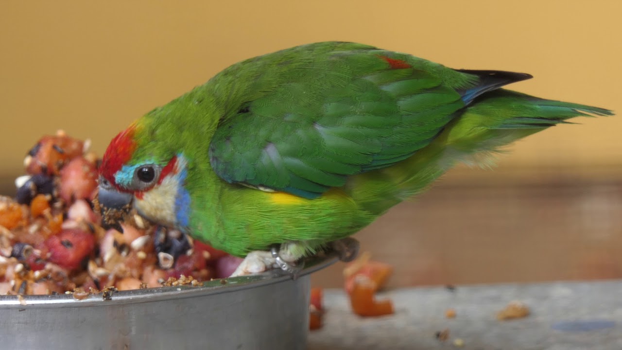 Double-eyed Fig-Parrot♂