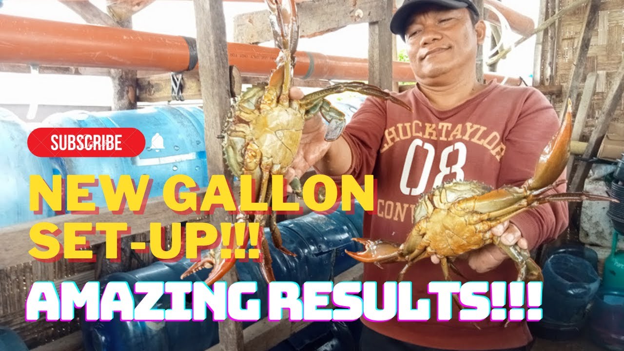 NEW VERTICAL CRAB FATTENING INNOVATION (ALIMANGO KING'S IMPROVED SET-UP)