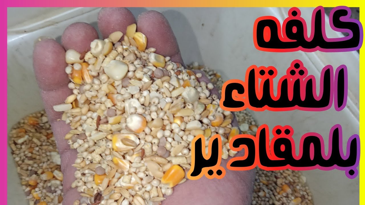 كلفه الشتاء بلمقادير