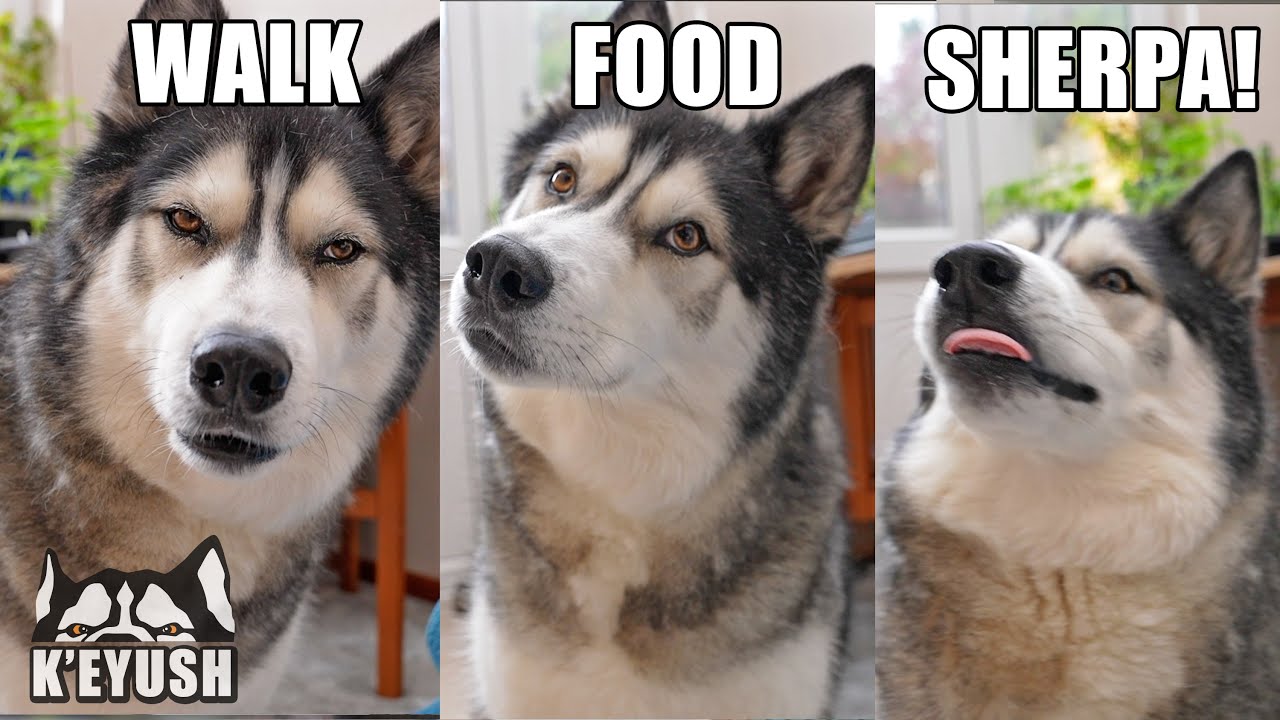 Husky Can’t Believe His Ears! Best Friend Reunion! Saying his Fave Words!