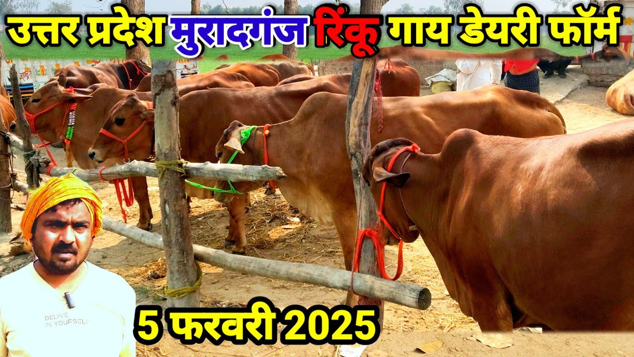 Pashu dairy farming | उत्तर प्रदेश मुरादगंज रिंकू पशु डेयरी फार्म cow market |Sahiwal cow dairy farm