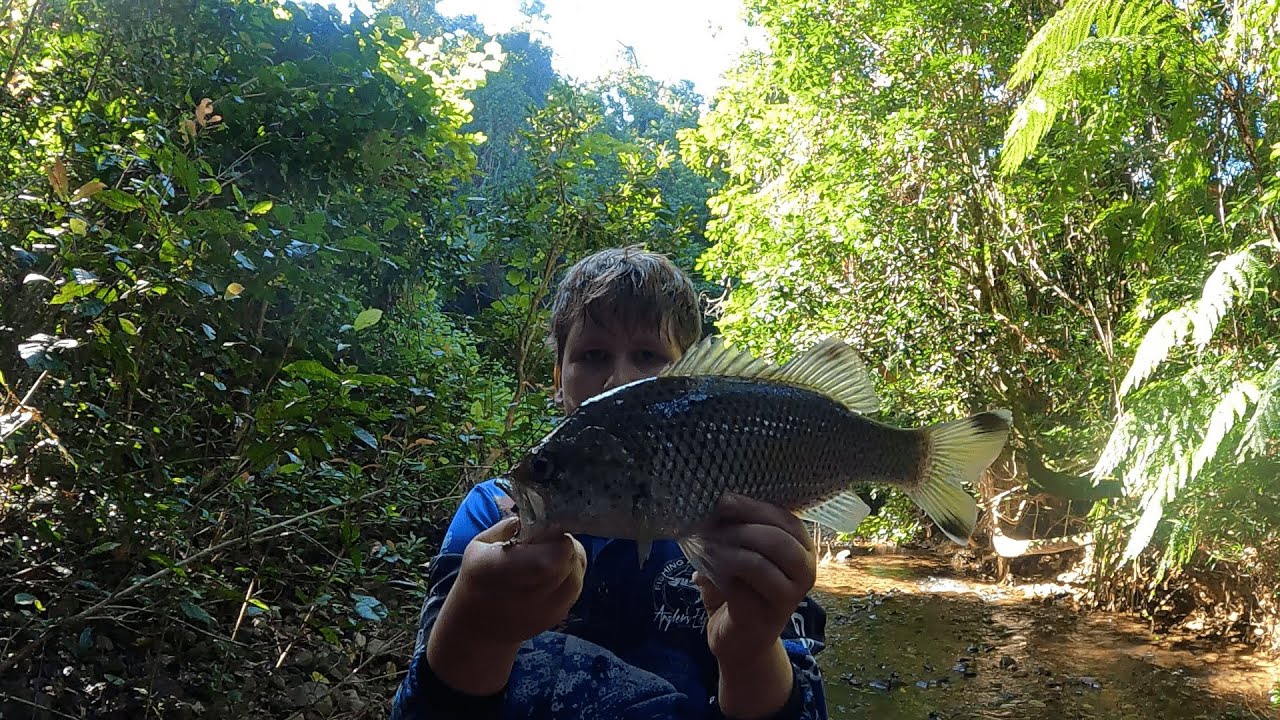 Jungle Perch Fishing in Pristine Rainforest