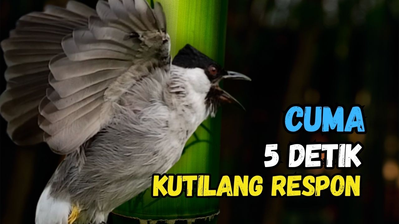 Suara Burung Kutilang Gacor Ribut Ampuh Untuk Pancingan Pikat'