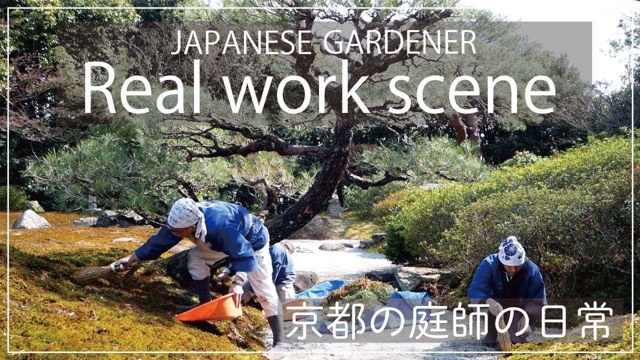(Project.5) Real work scene of a gardener in Kyoto 1 -Pine pruning.