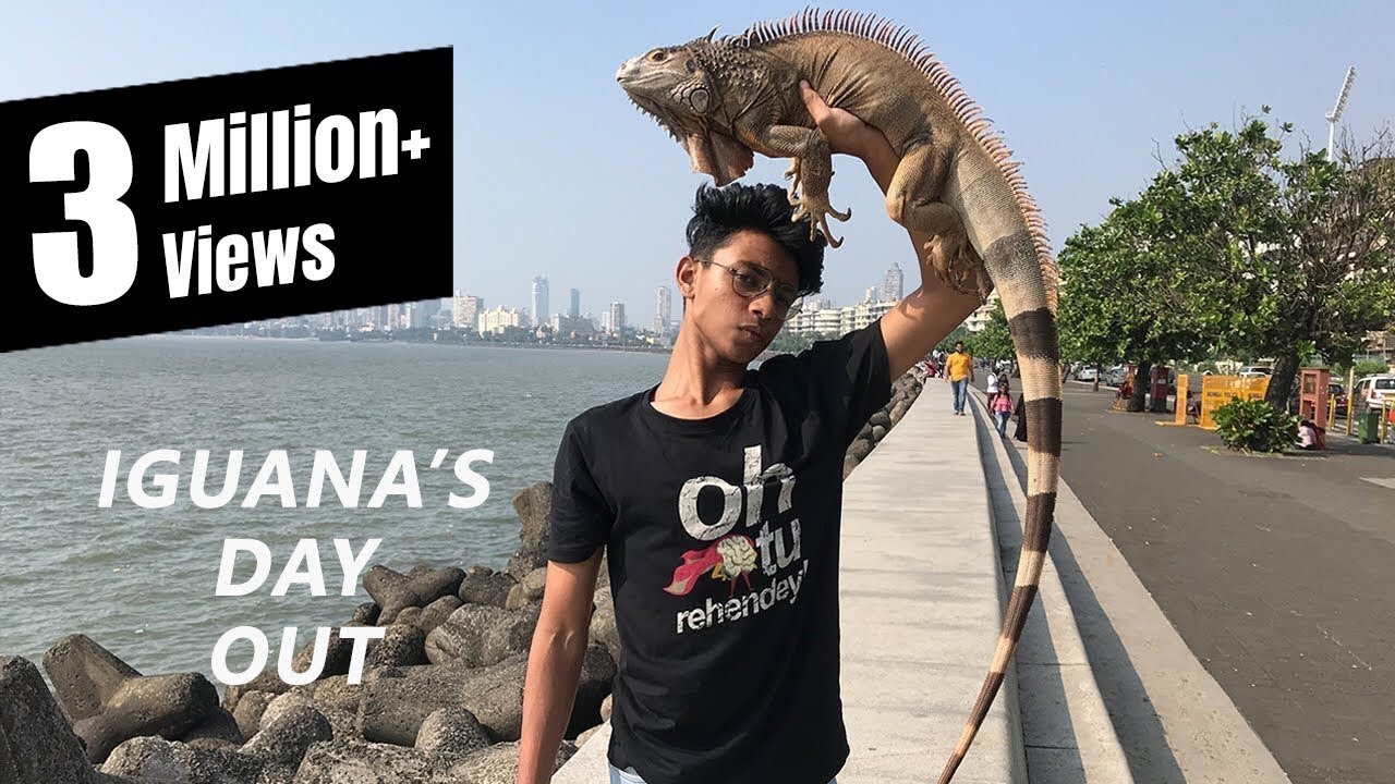 IGUANA ENJOYING SUN ON BEACH IN BOMBAY!!