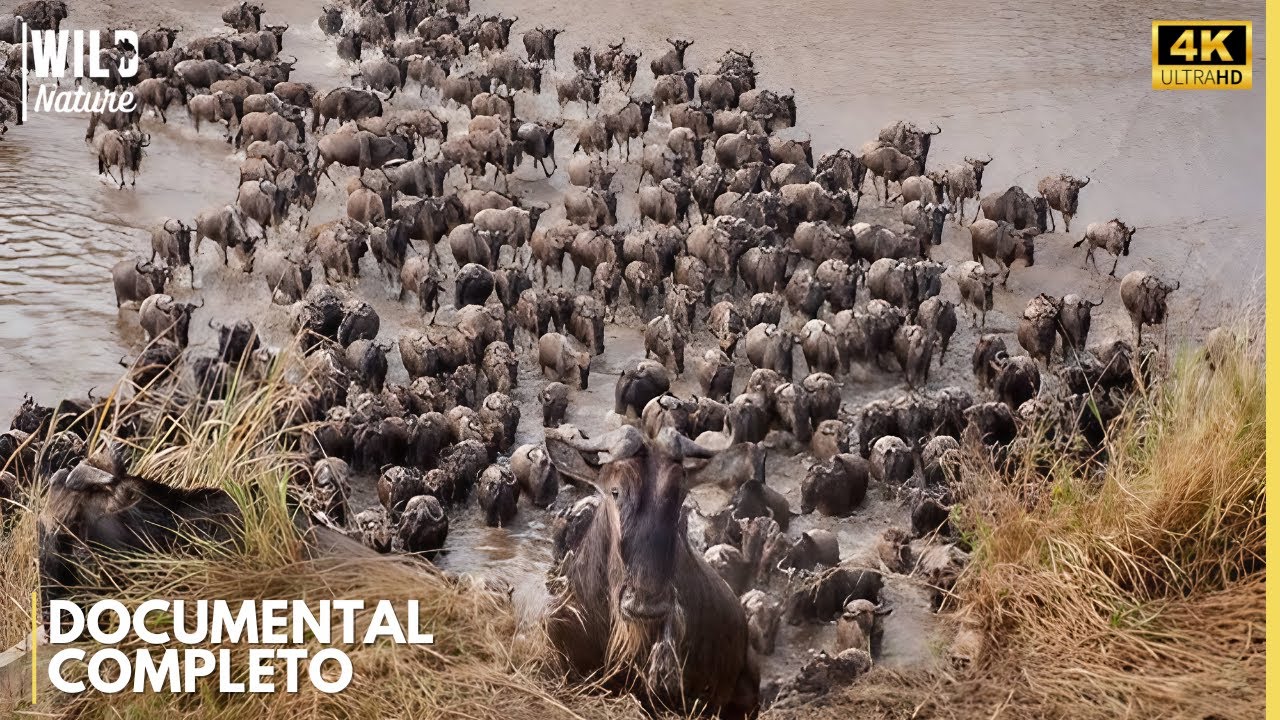 MIGRACIONES ÉPICAS - El Ciclo Salvaje Que Nunca Se Detiene | Documental Animal