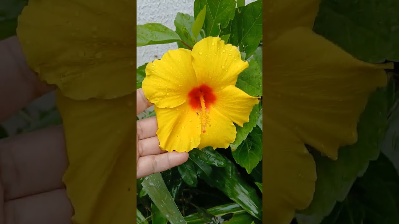 Primeiro vídeo do ano de 2026! Bora ver poucoas floração de rosas do deserto e as outras plantas. 