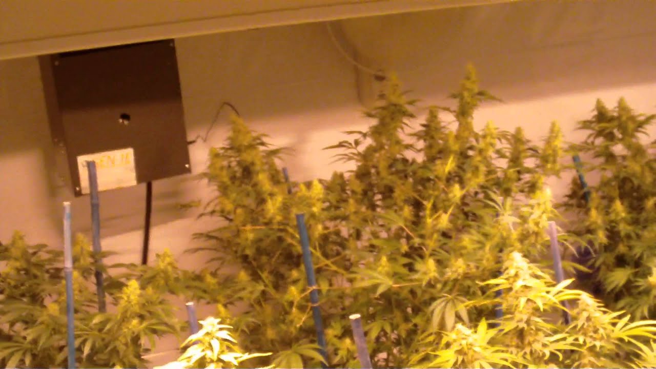 OMMP Grow Day 56 HD