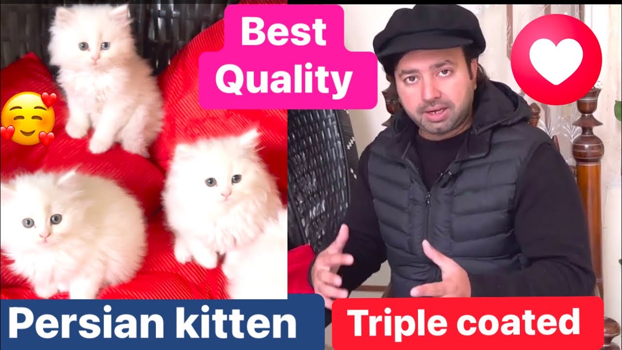 Persian kitten triple coated European bloodline for sale