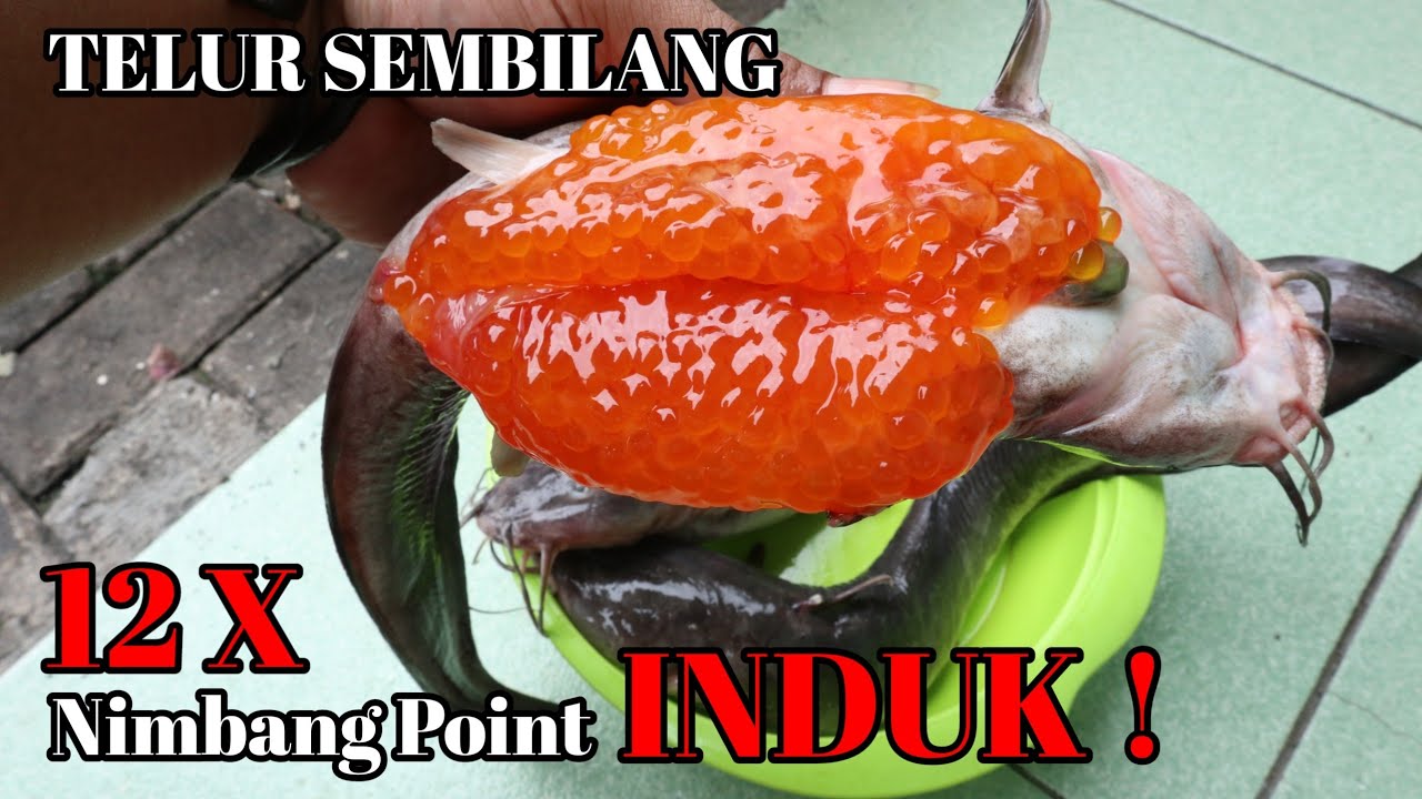 PAKAI TELUR SEMBILANG KALAU TS DILARANG || MBRUSUTTTNYA BISA DI ADU !