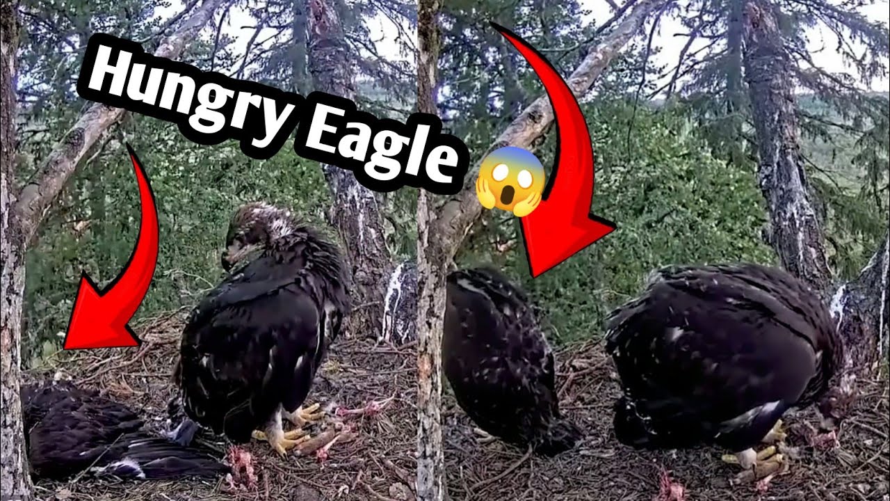 Fury of the hungry eagle 🦅😱 | @animalswithbirds