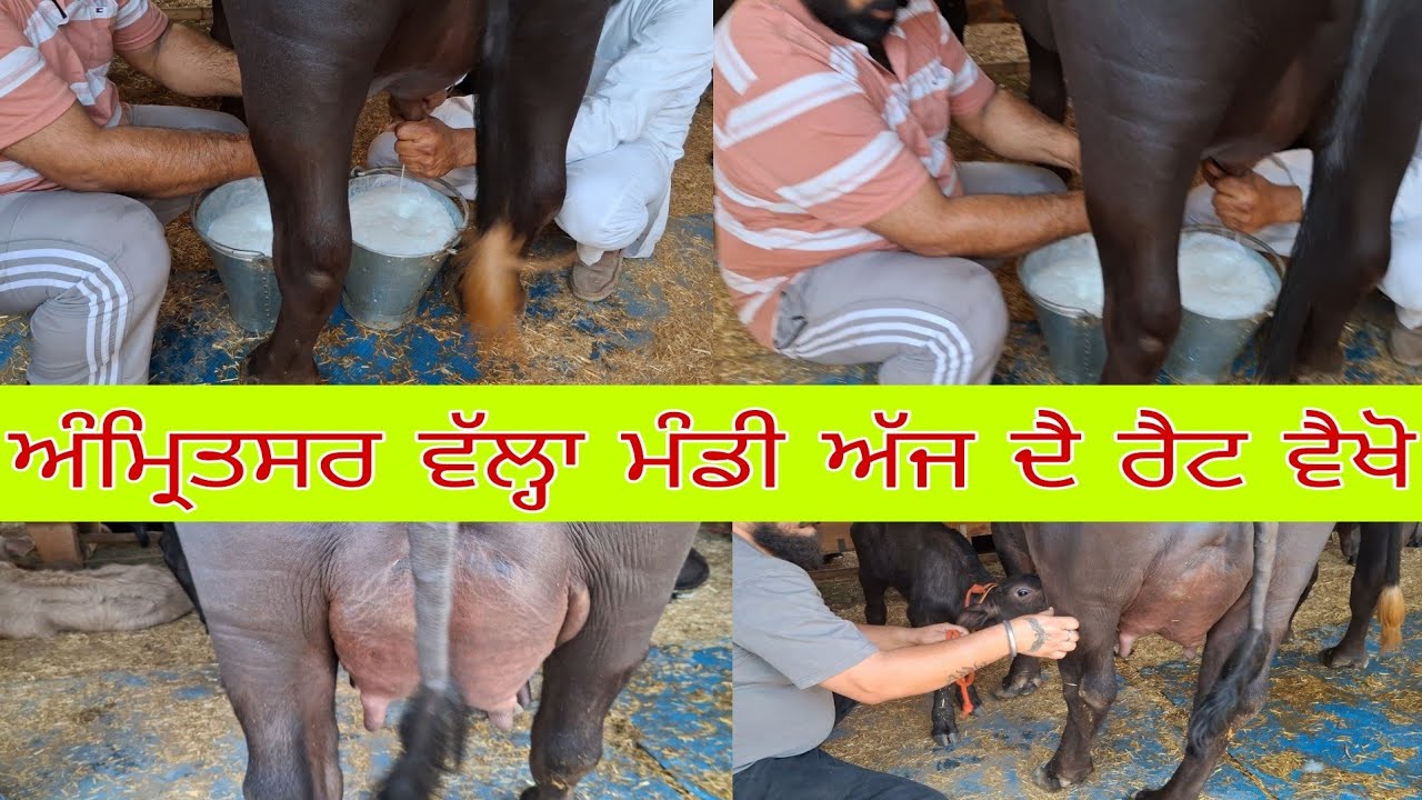 13 April 2025 ਅੰਮ੍ਰਿਤਸਰ ਵੱਲ੍ਹ ਮੰਡੀ ,ਵੈਖੋ ਮੰਡੀ ਦੈ ਰੈਟ amritsar vallah mandi #viralreels #reels