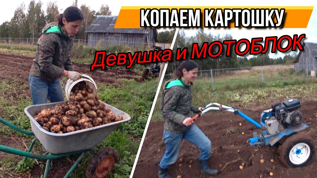 Девушка копает картошку мотоблоком