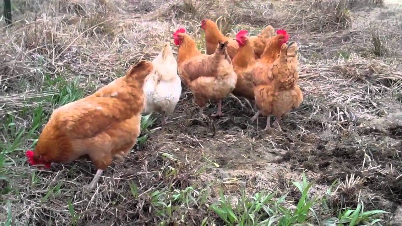 Chicken Rototillers!