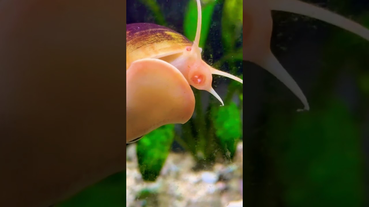 Time to eat 🐌 #fish #exoticaquariumfish #aquarium #megaquarium #aquaticpets #snail #like