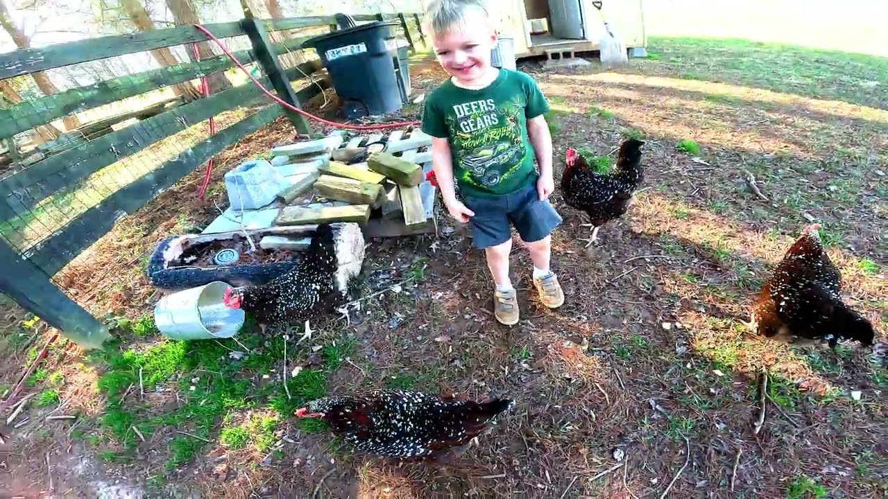 Best Chickens for kids.Speckled Sussex Chickens Free Range on Duncan Farm. Kids play with Chickens.