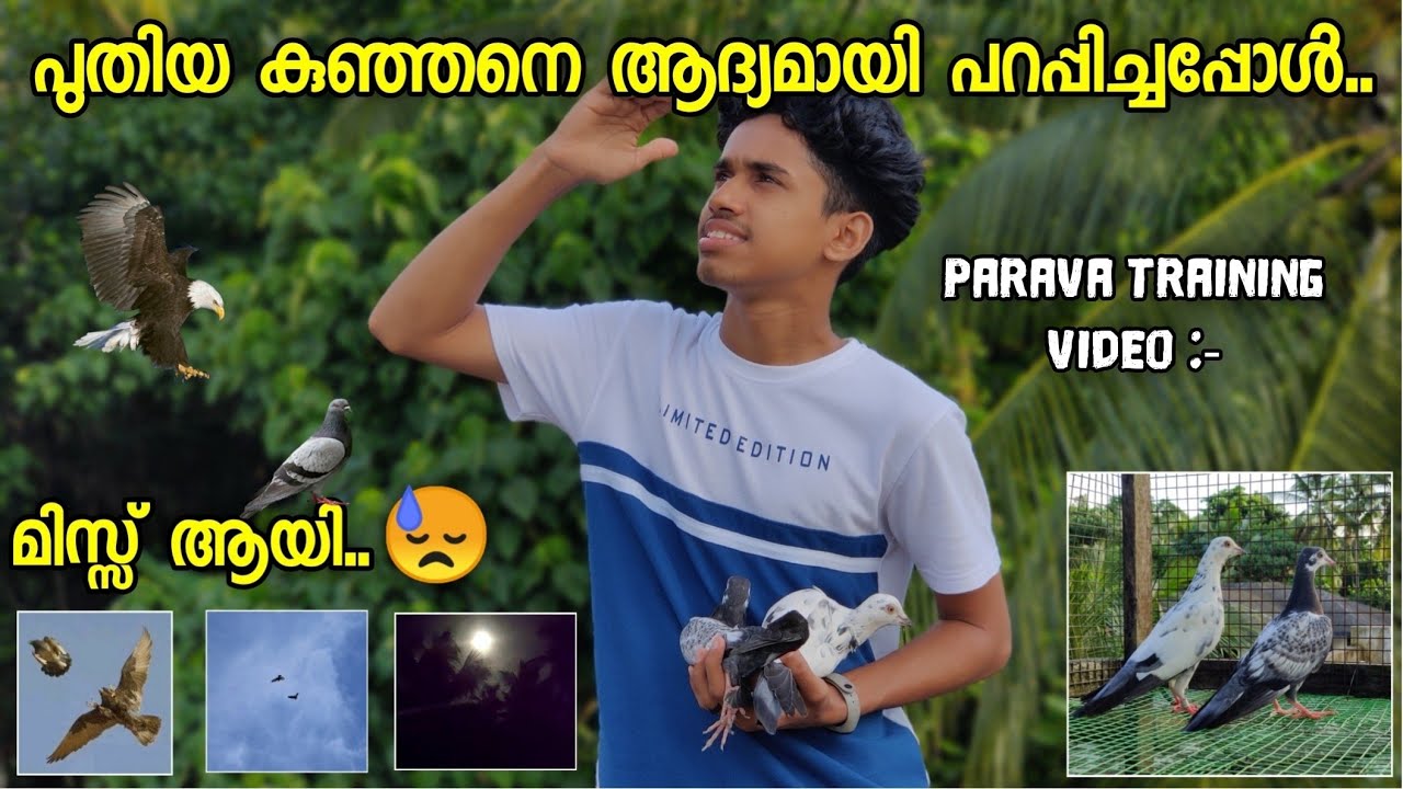 പുതിയ കുഞ്ഞനെ ആദ്യമായി പറപ്പിച്ചപ്പോൾ..🕊️| പറവ മിസ്സ് ആയി..😓🦅 | Parava training video 💯| Sinan CT ❤️