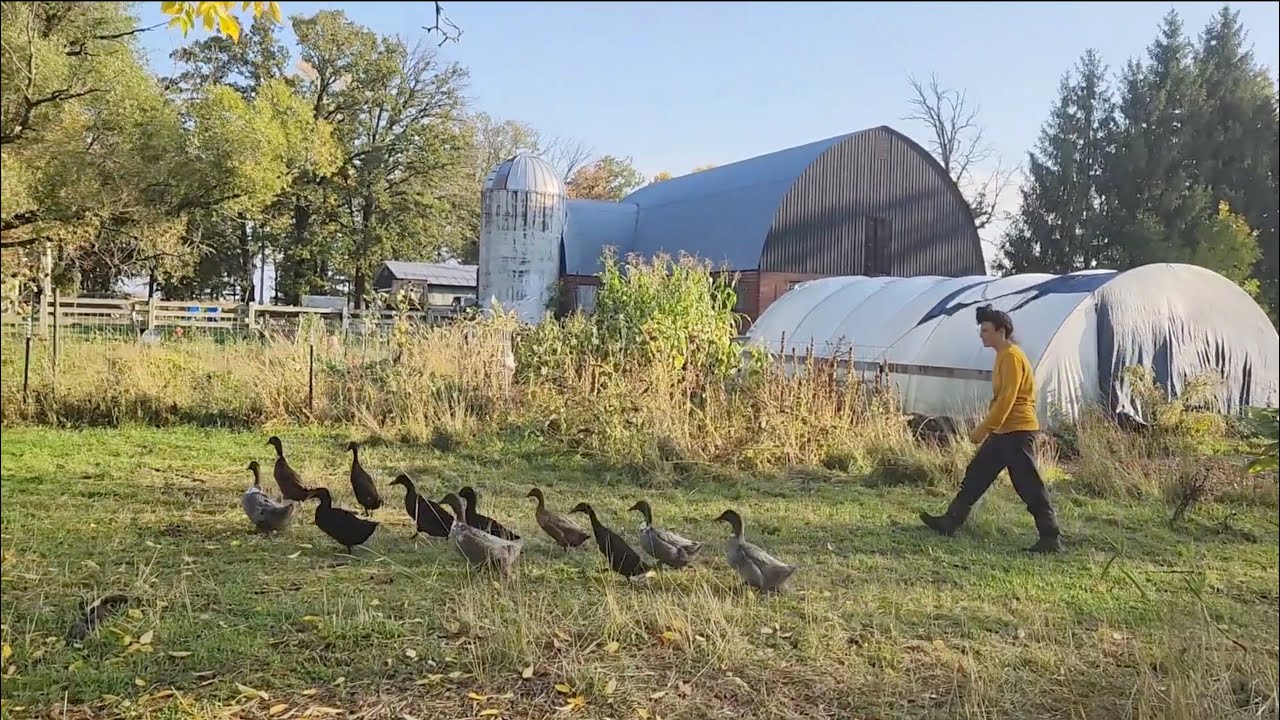 The Benefits of Rotational Grazing Our Ducks and Chickens