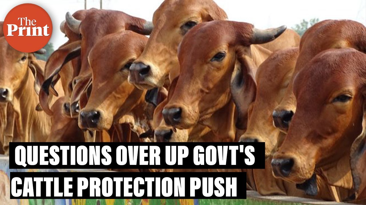 How dead cows dumped near UP's Lucknow raise questions over Yogi govt's cattle protection push