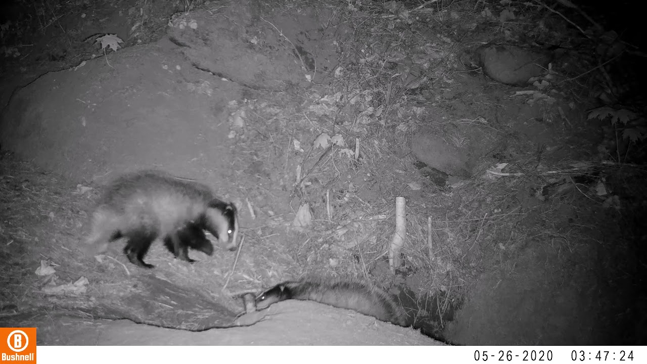 Rajakaamera.M&auml;ger ja pojad.Border camera.Badger and sons.