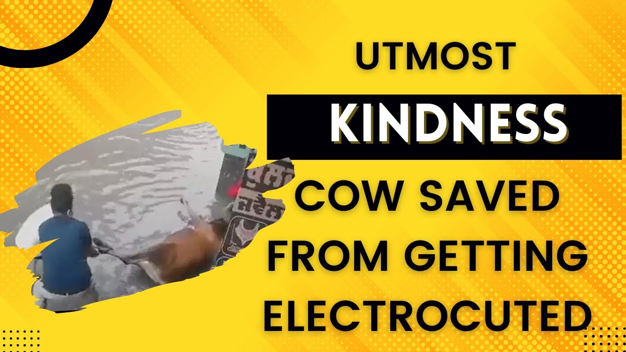 Shopkeeper Saves Cow From Getting Electrocuted in Punjab's Mansa | South Junction